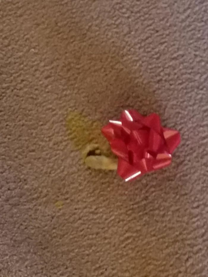 50 Of The Funniest I Woke Up To This” Moments That Have Ever Happened To Pet Owners” 50 Of The Funniest I Woke Up To This” Moments That Have Ever Happened To Pet Owners”