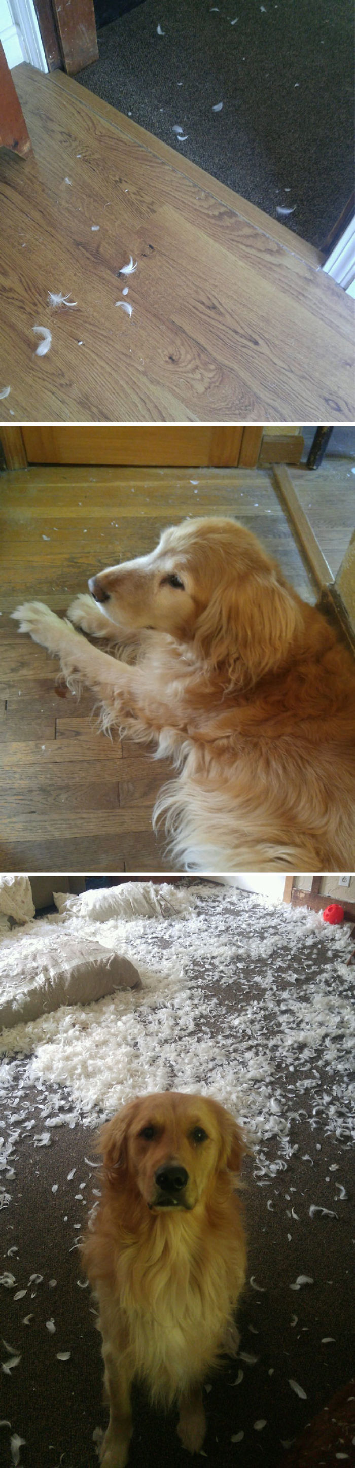 50 Of The Funniest I Woke Up To This” Moments That Have Ever Happened To Pet Owners” 50 Of The Funniest I Woke Up To This” Moments That Have Ever Happened To Pet Owners”