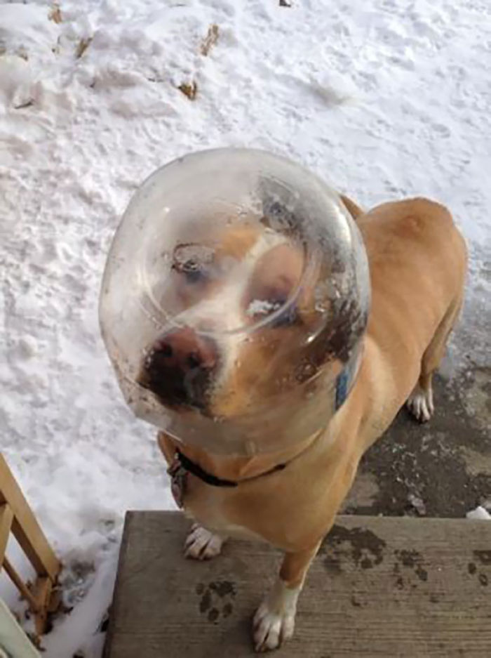 50 Of The Funniest I Woke Up To This” Moments That Have Ever Happened To Pet Owners” 50 Of The Funniest I Woke Up To This” Moments That Have Ever Happened To Pet Owners”