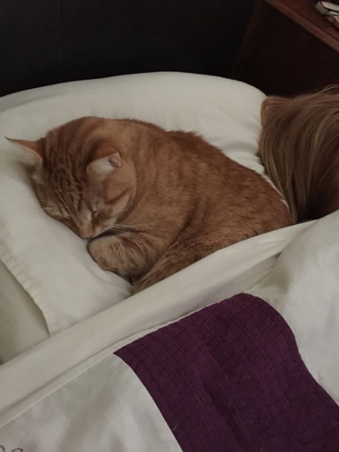 50 Of The Funniest I Woke Up To This” Moments That Have Ever Happened To Pet Owners” 50 Of The Funniest I Woke Up To This” Moments That Have Ever Happened To Pet Owners”