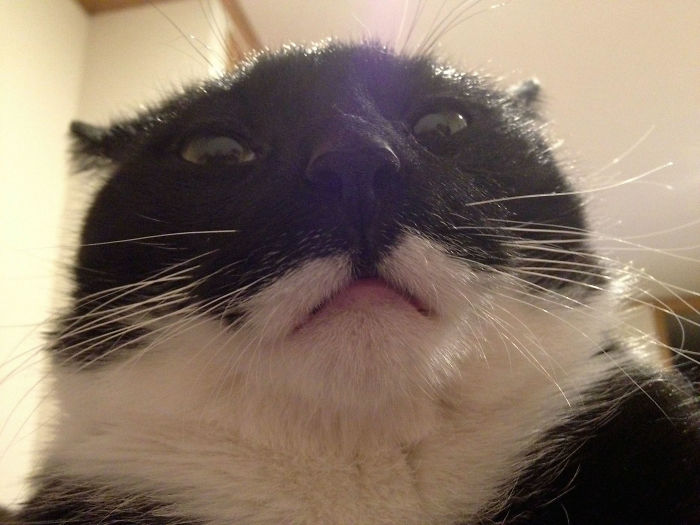 50 Of The Funniest I Woke Up To This” Moments That Have Ever Happened To Pet Owners” 50 Of The Funniest I Woke Up To This” Moments That Have Ever Happened To Pet Owners”