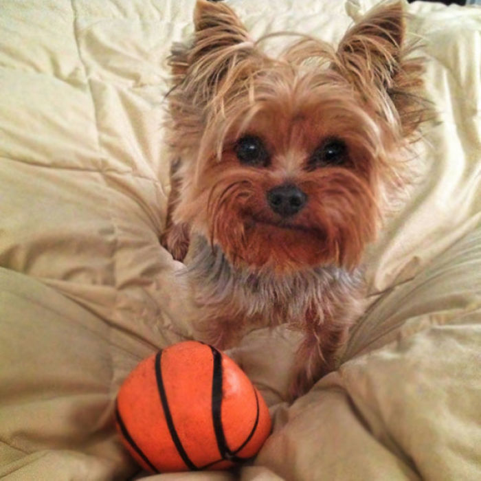 50 Of The Funniest I Woke Up To This” Moments That Have Ever Happened To Pet Owners” 50 Of The Funniest I Woke Up To This” Moments That Have Ever Happened To Pet Owners”