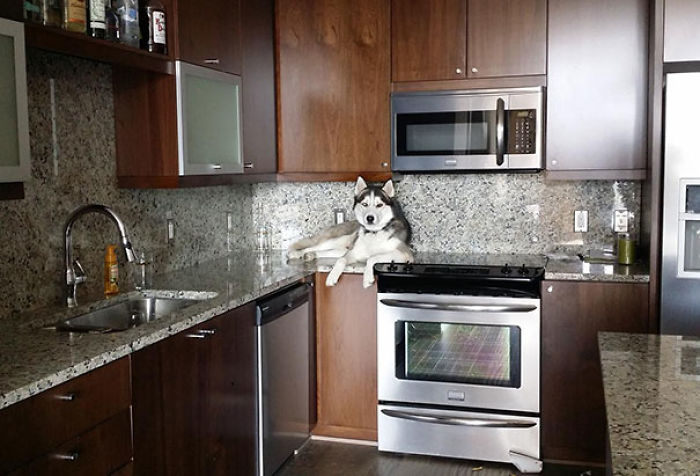 50 Of The Funniest I Woke Up To This” Moments That Have Ever Happened To Pet Owners” 50 Of The Funniest I Woke Up To This” Moments That Have Ever Happened To Pet Owners”