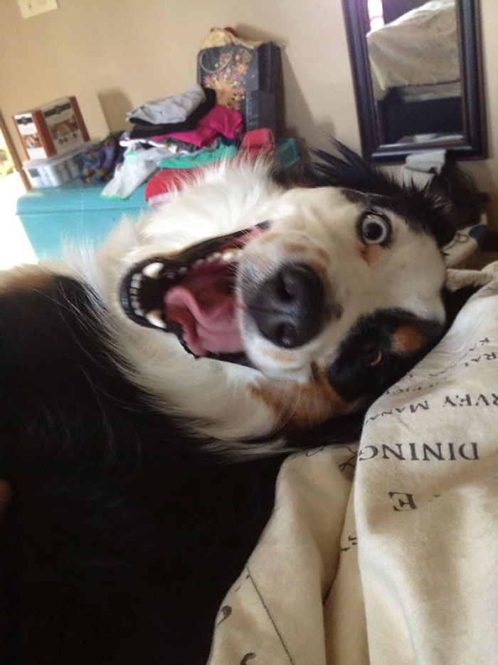 50 Of The Funniest I Woke Up To This” Moments That Have Ever Happened To Pet Owners” 50 Of The Funniest I Woke Up To This” Moments That Have Ever Happened To Pet Owners”