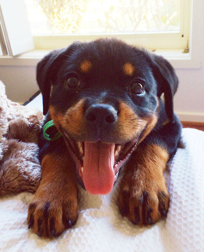 50 Of The Funniest I Woke Up To This” Moments That Have Ever Happened To Pet Owners” 50 Of The Funniest I Woke Up To This” Moments That Have Ever Happened To Pet Owners”