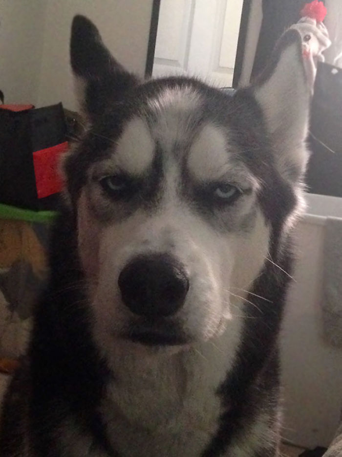 50 Of The Funniest I Woke Up To This” Moments That Have Ever Happened To Pet Owners” 50 Of The Funniest I Woke Up To This” Moments That Have Ever Happened To Pet Owners”