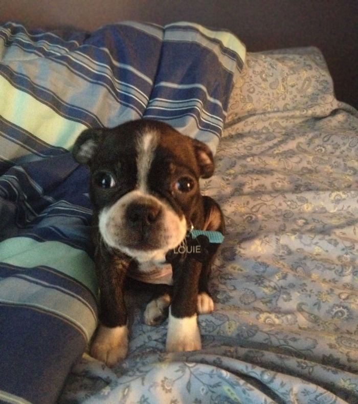 50 Of The Funniest I Woke Up To This” Moments That Have Ever Happened To Pet Owners” 50 Of The Funniest I Woke Up To This” Moments That Have Ever Happened To Pet Owners”