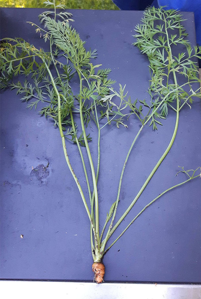 43 Times People Absolutely Lost The Food Lottery