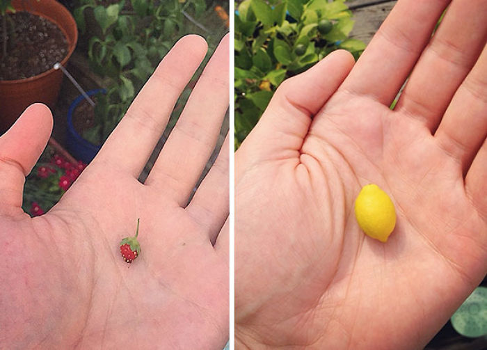 43 Times People Absolutely Lost The Food Lottery