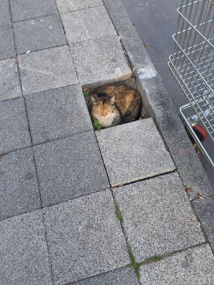 If It Fits, I Sits: Post Your Photos Of Cats Fitting Into The Tightest Spaces