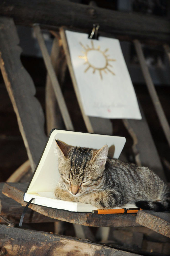 If It Fits, I Sits: Post Your Photos Of Cats Fitting Into The Tightest Spaces