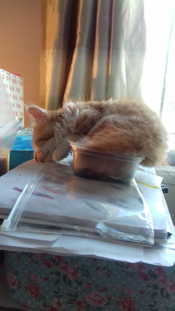If It Fits, I Sits: Post Your Photos Of Cats Fitting Into The Tightest Spaces