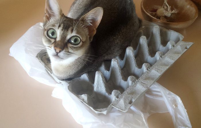 If It Fits, I Sits: Post Your Photos Of Cats Fitting Into The Tightest Spaces