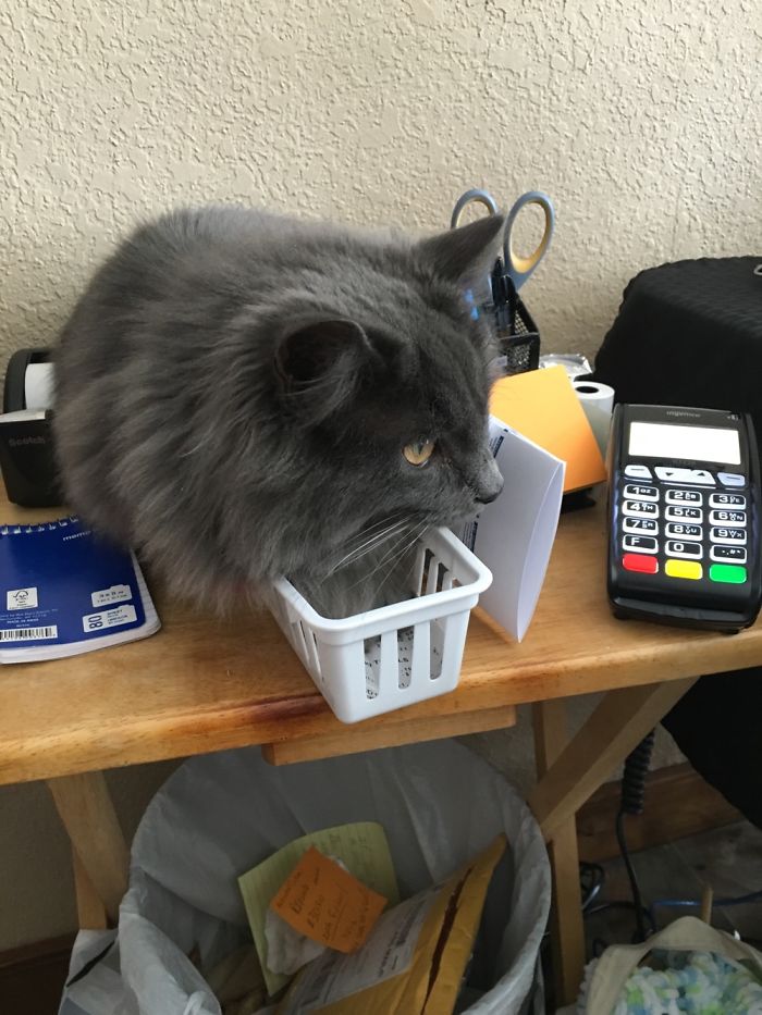 If It Fits, I Sits: Post Your Photos Of Cats Fitting Into The Tightest Spaces
