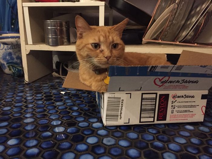 If It Fits, I Sits: Post Your Photos Of Cats Fitting Into The Tightest Spaces
