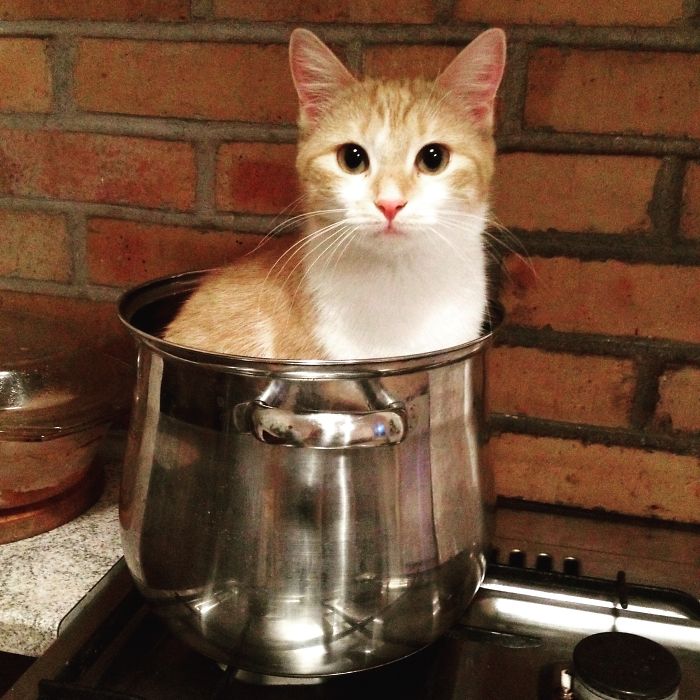 If It Fits, I Sits: Post Your Photos Of Cats Fitting Into The Tightest Spaces