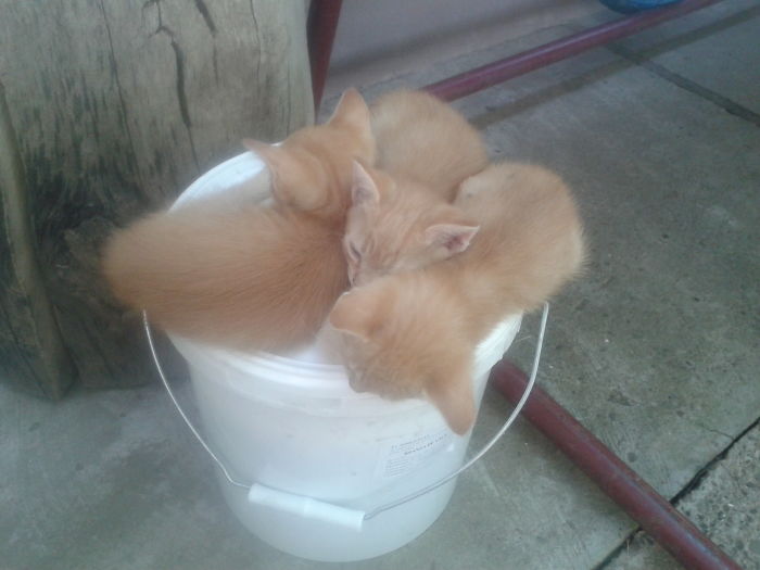 If It Fits, I Sits: Post Your Photos Of Cats Fitting Into The Tightest Spaces