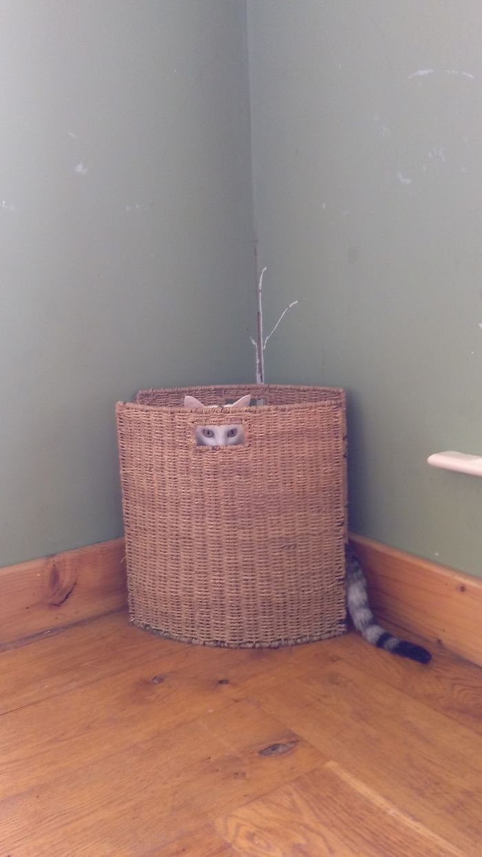 If It Fits, I Sits: Post Your Photos Of Cats Fitting Into The Tightest Spaces