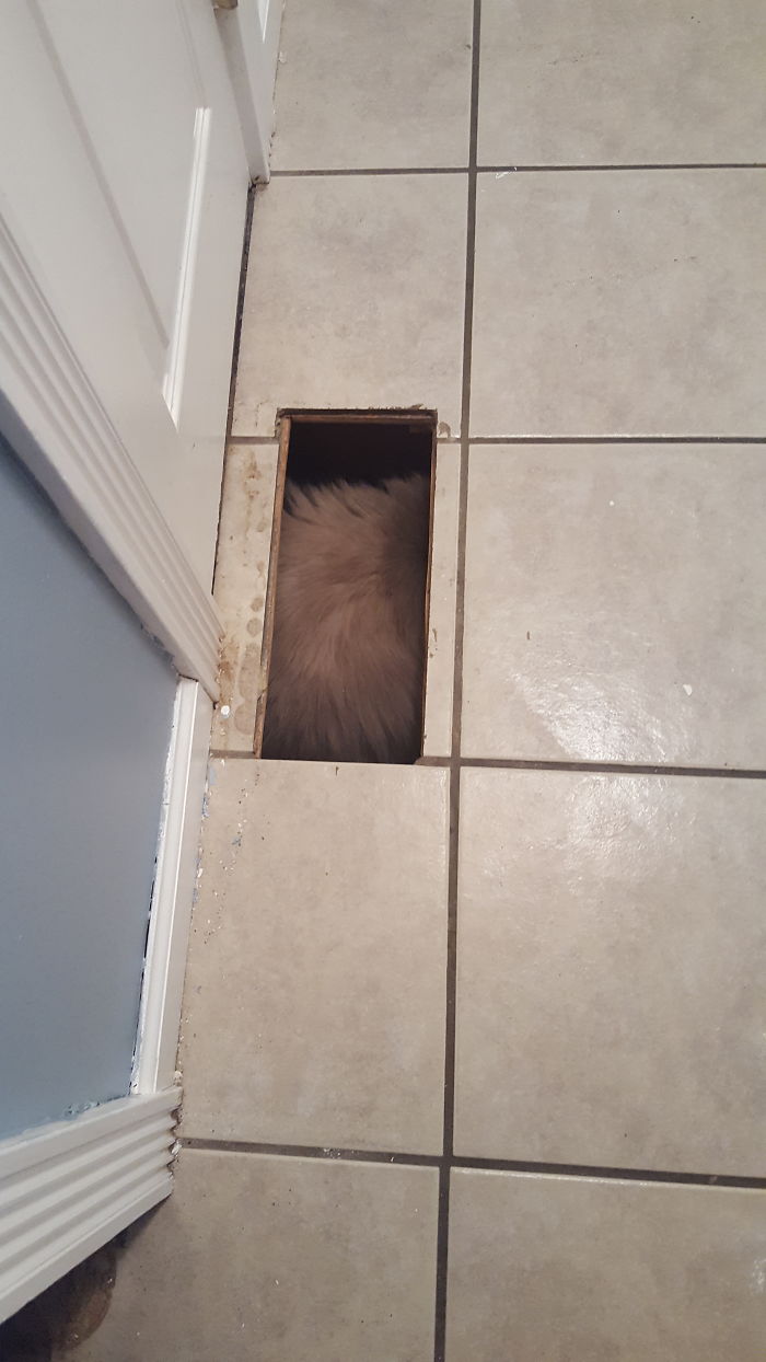 If It Fits, I Sits: Post Your Photos Of Cats Fitting Into The Tightest Spaces