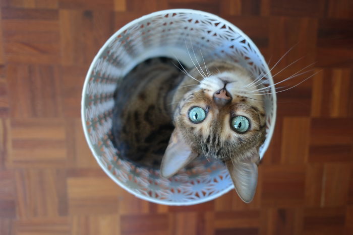 If It Fits, I Sits: Post Your Photos Of Cats Fitting Into The Tightest Spaces