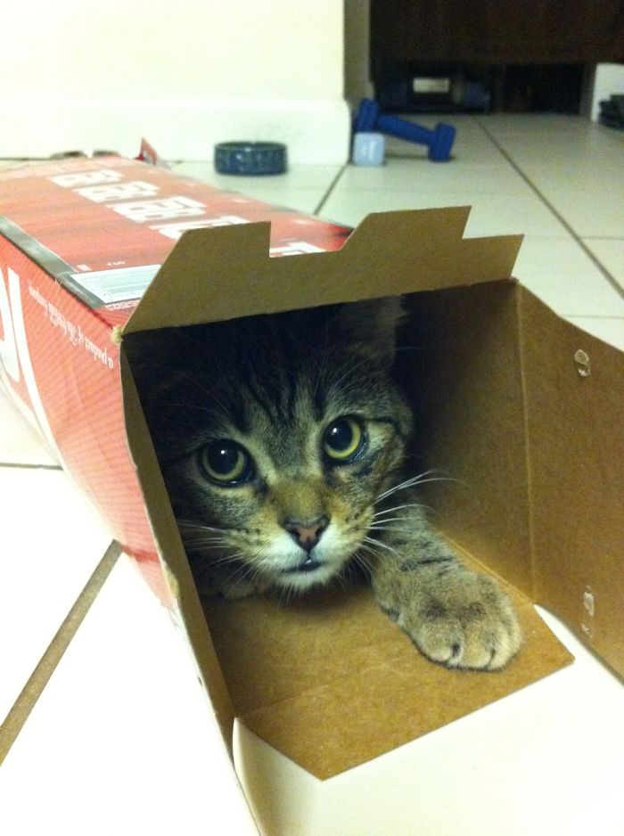 If It Fits, I Sits: Post Your Photos Of Cats Fitting Into The Tightest Spaces