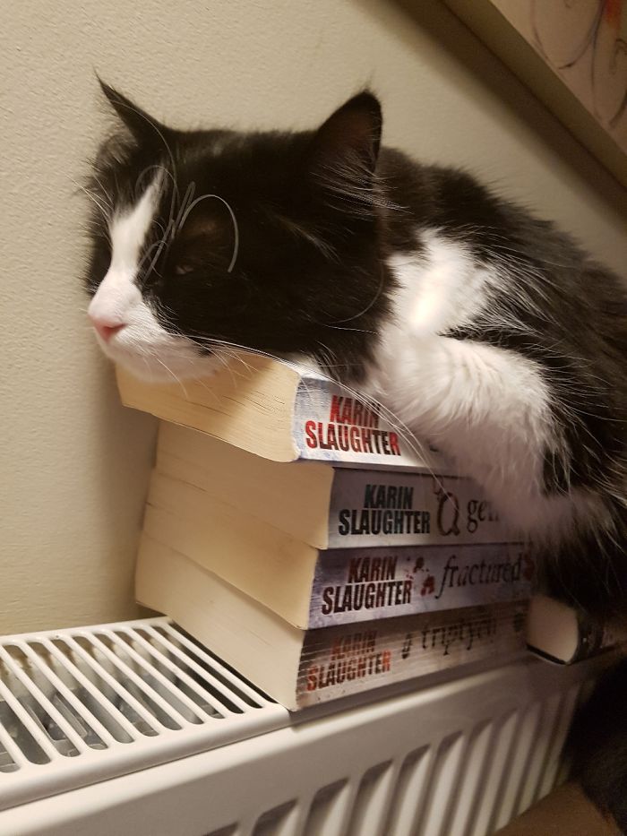 If It Fits, I Sits: Post Your Photos Of Cats Fitting Into The Tightest Spaces
