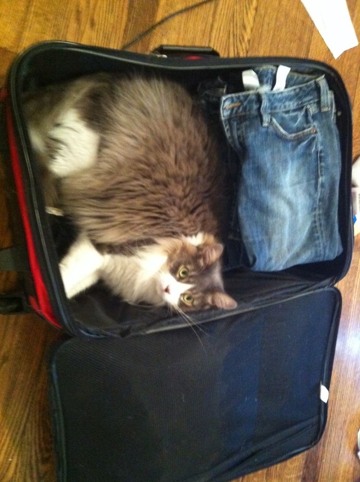 If It Fits, I Sits: Post Your Photos Of Cats Fitting Into The Tightest Spaces