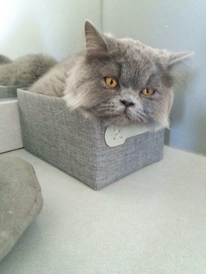 If It Fits, I Sits: Post Your Photos Of Cats Fitting Into The Tightest Spaces