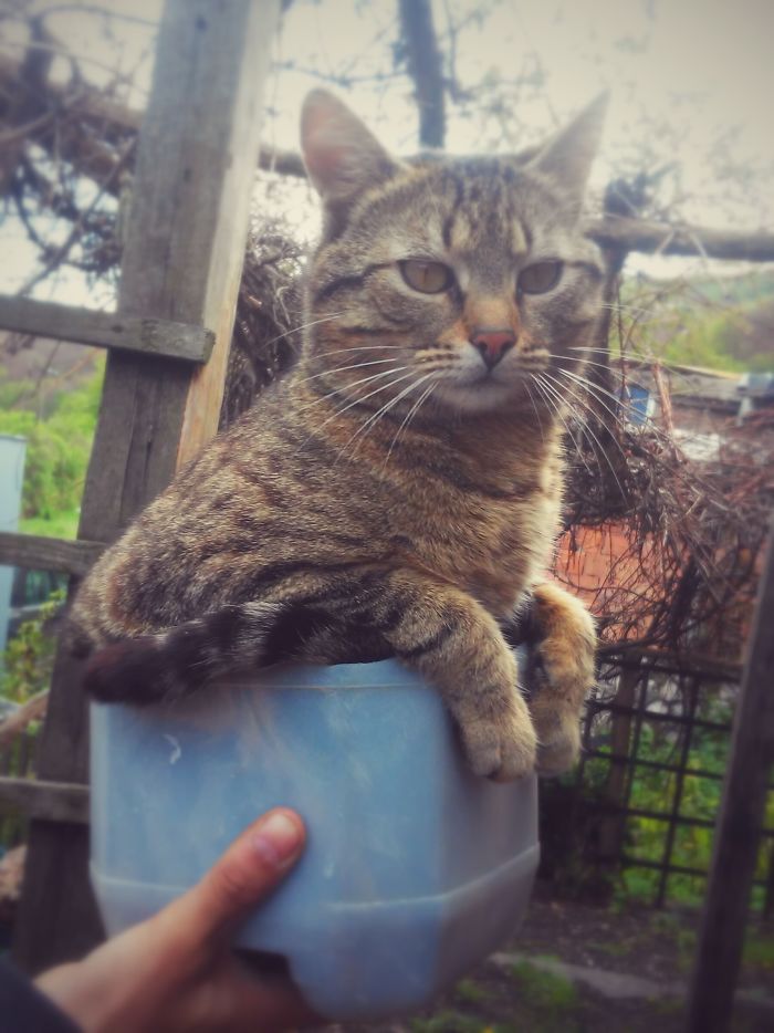 If It Fits, I Sits: Post Your Photos Of Cats Fitting Into The Tightest Spaces