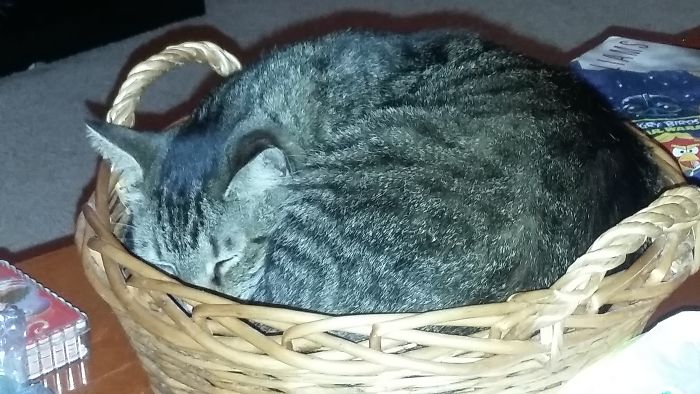 If It Fits, I Sits: Post Your Photos Of Cats Fitting Into The Tightest Spaces