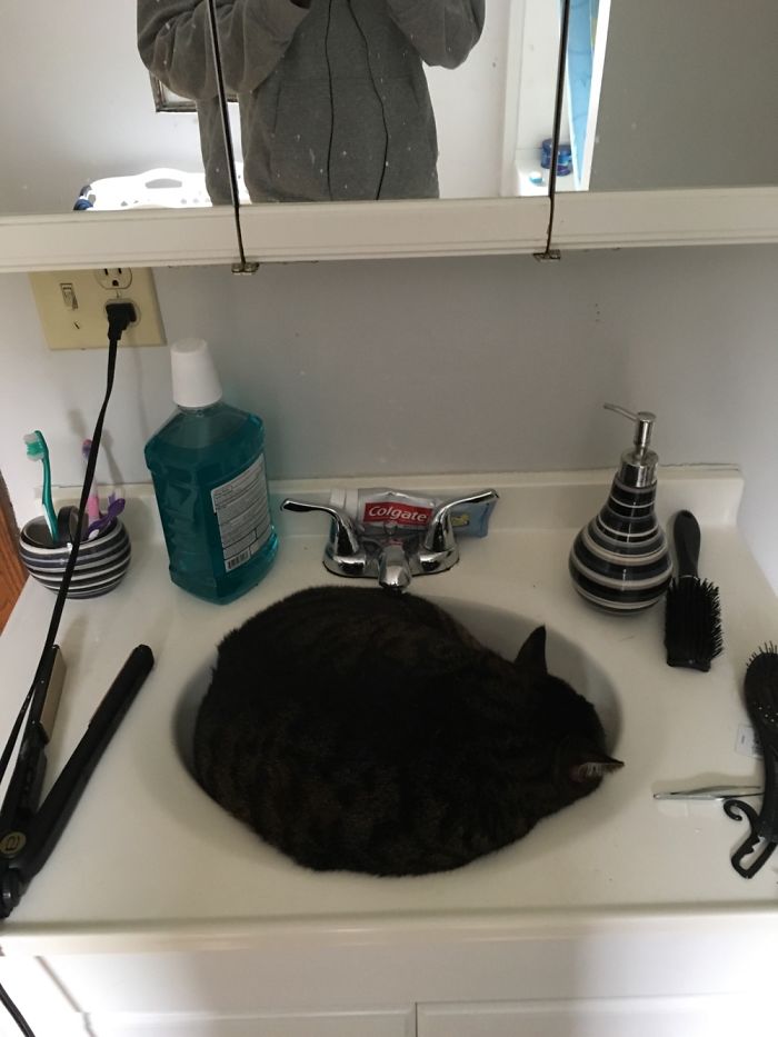 If It Fits, I Sits: Post Your Photos Of Cats Fitting Into The Tightest Spaces