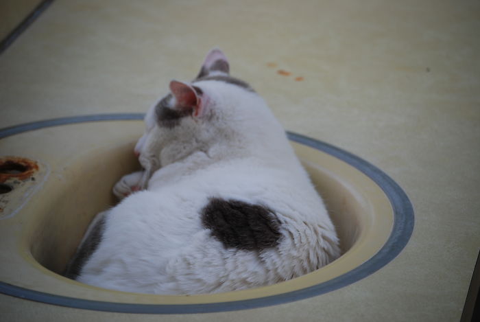 If It Fits, I Sits: Post Your Photos Of Cats Fitting Into The Tightest Spaces