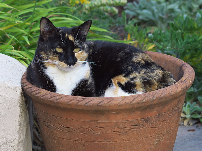 If It Fits, I Sits: Post Your Photos Of Cats Fitting Into The Tightest Spaces