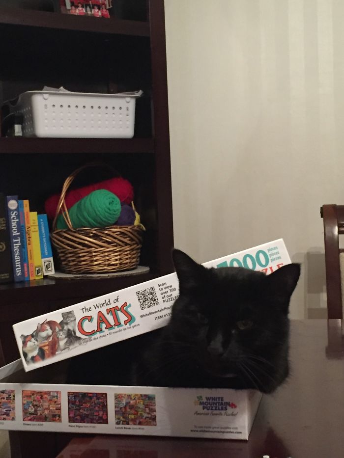 If It Fits, I Sits: Post Your Photos Of Cats Fitting Into The Tightest Spaces