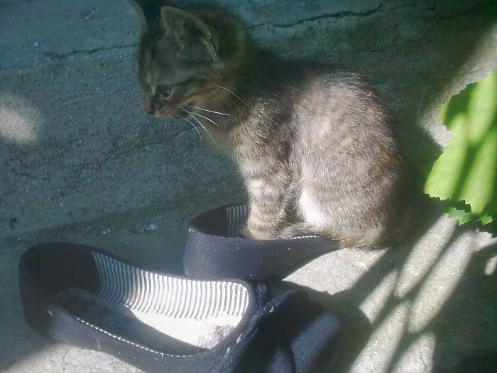 If It Fits, I Sits: Post Your Photos Of Cats Fitting Into The Tightest Spaces