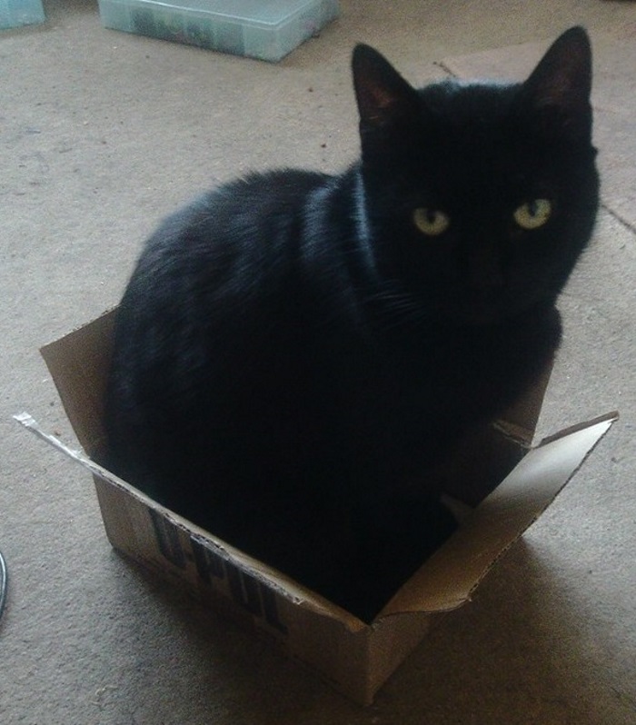 If It Fits, I Sits: Post Your Photos Of Cats Fitting Into The Tightest Spaces