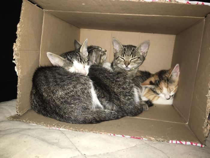 If It Fits, I Sits: Post Your Photos Of Cats Fitting Into The Tightest Spaces