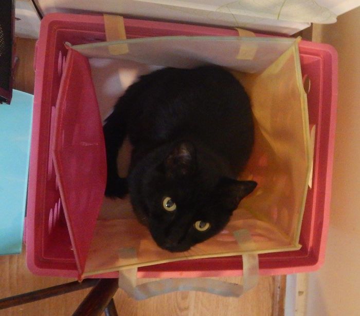 If It Fits, I Sits: Post Your Photos Of Cats Fitting Into The Tightest Spaces