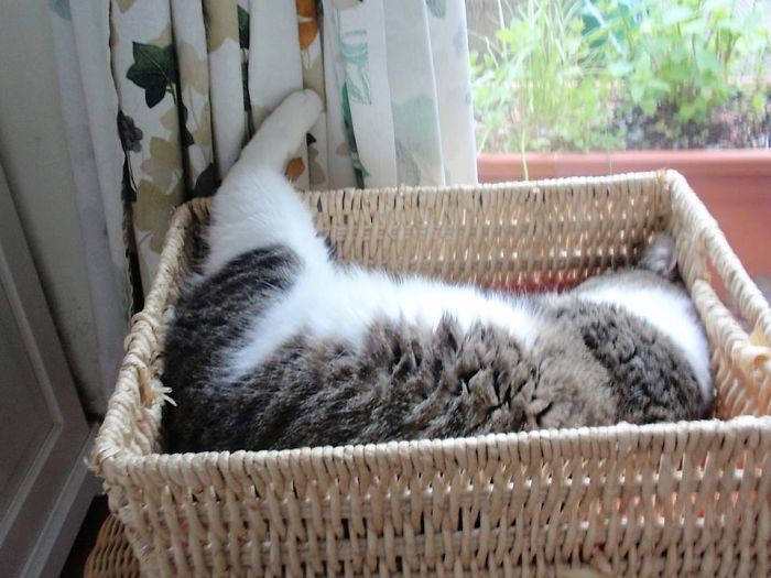 If It Fits, I Sits: Post Your Photos Of Cats Fitting Into The Tightest Spaces