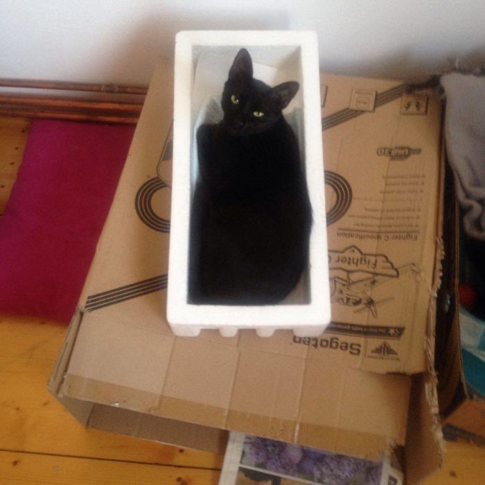 If It Fits, I Sits: Post Your Photos Of Cats Fitting Into The Tightest Spaces