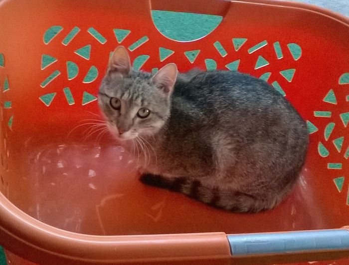 If It Fits, I Sits: Post Your Photos Of Cats Fitting Into The Tightest Spaces