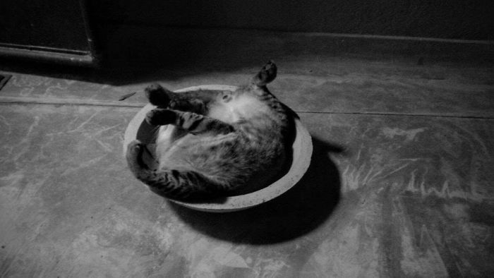 If It Fits, I Sits: Post Your Photos Of Cats Fitting Into The Tightest Spaces