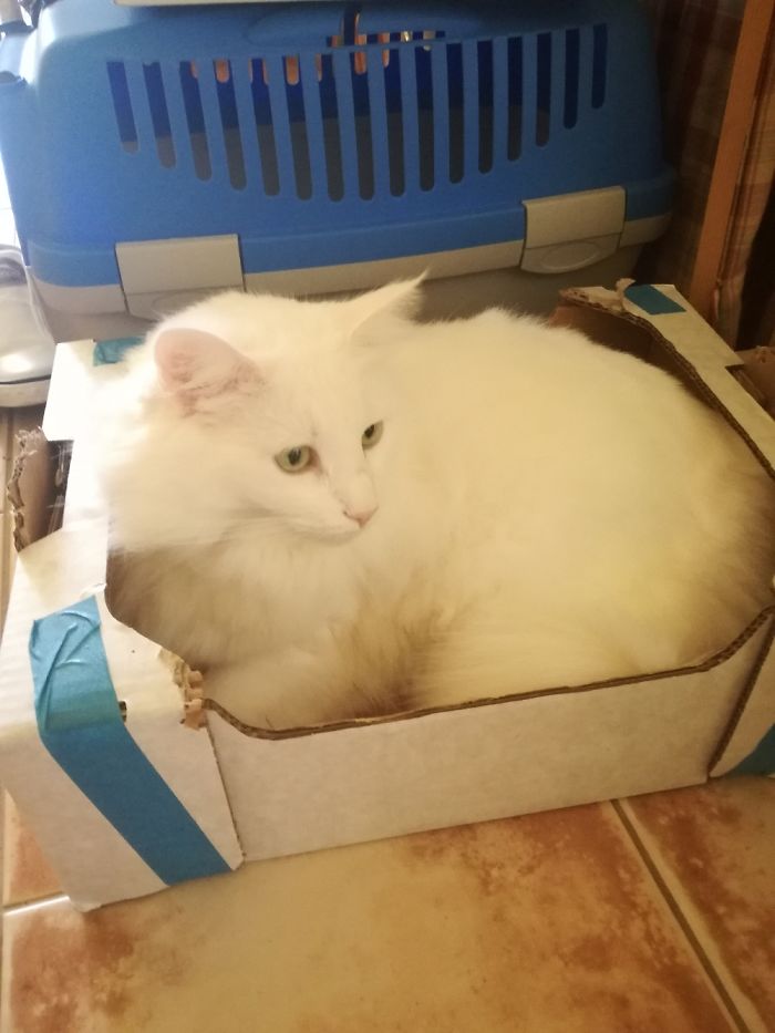 If It Fits, I Sits: Post Your Photos Of Cats Fitting Into The Tightest Spaces