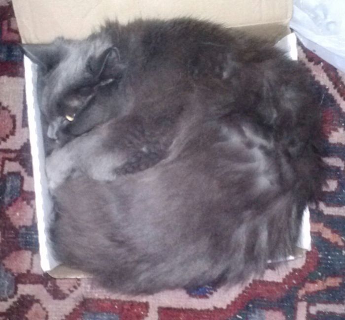 If It Fits, I Sits: Post Your Photos Of Cats Fitting Into The Tightest Spaces