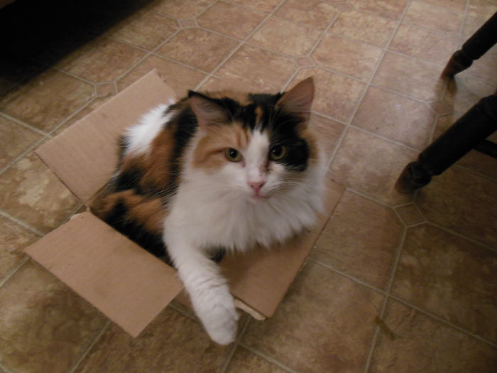 If It Fits, I Sits: Post Your Photos Of Cats Fitting Into The Tightest Spaces