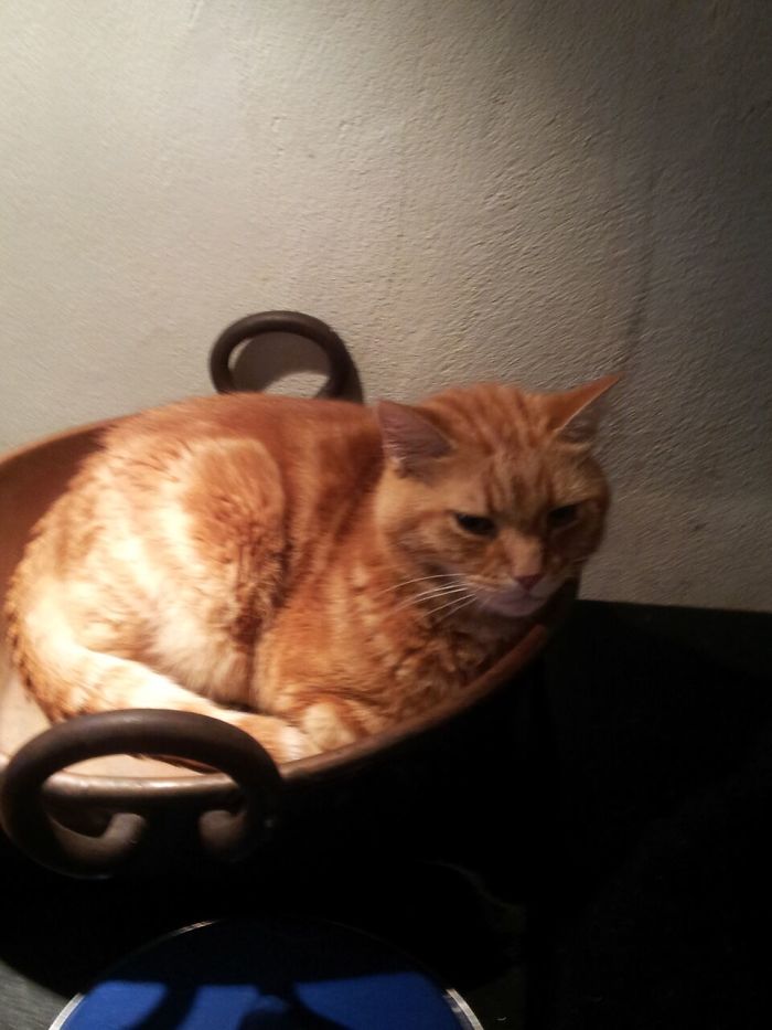 If It Fits, I Sits: Post Your Photos Of Cats Fitting Into The Tightest Spaces