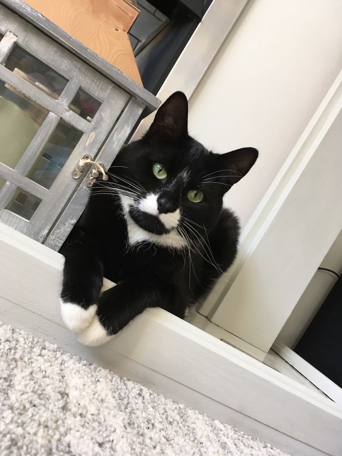 If It Fits, I Sits: Post Your Photos Of Cats Fitting Into The Tightest Spaces