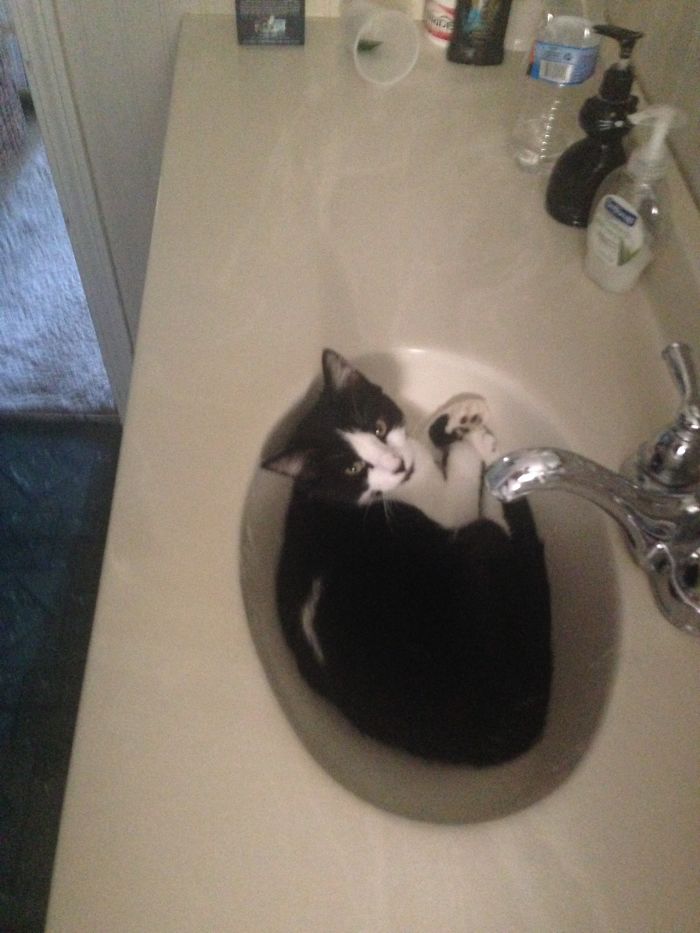 If It Fits, I Sits: Post Your Photos Of Cats Fitting Into The Tightest Spaces