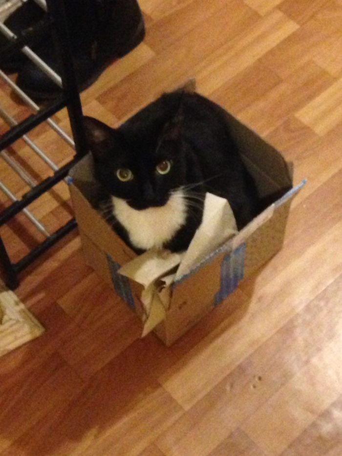 If It Fits, I Sits: Post Your Photos Of Cats Fitting Into The Tightest Spaces