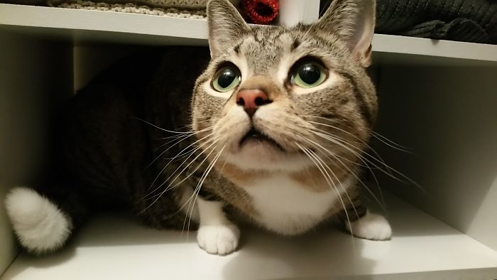 If It Fits, I Sits: Post Your Photos Of Cats Fitting Into The Tightest Spaces